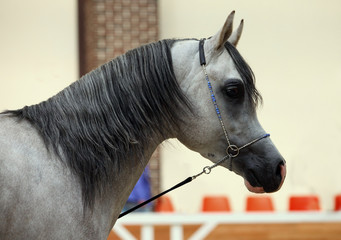 Grey Arab Horse, stallion, with a show headcollar