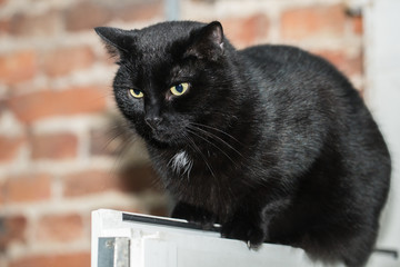 Chat