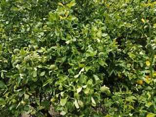 orange tree with green leaves
