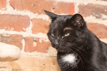 Chat