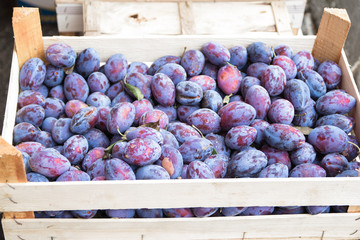 ripe plum of the box