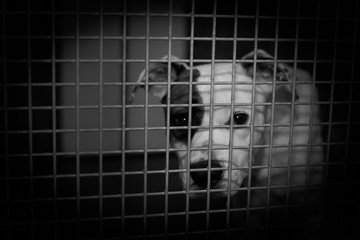 chien abandonné en refuge