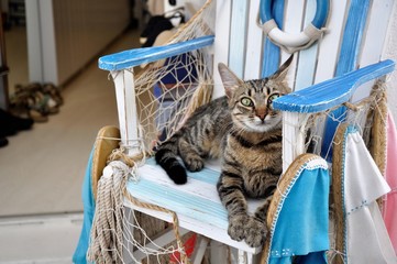 Chat à Santorin