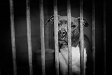 chien abandonné en refuge