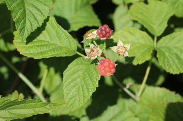 close photo of several red fruits of raspberry