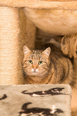 Chat