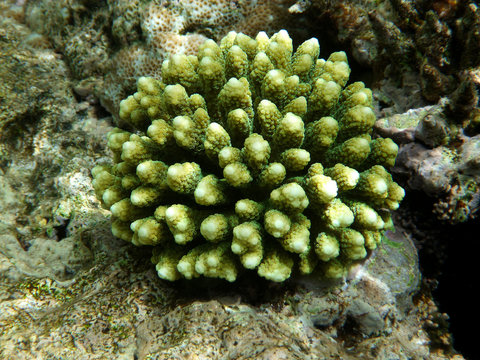 Close-up of Yellow coral under water in red sea