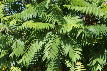 green leaves of staghorn sumac (Rhus typhina)