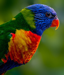 Lorikeet in the forest
