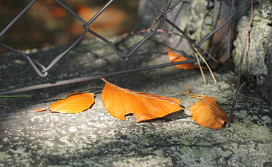 close photo of several fallen orange leaves of beech tree
