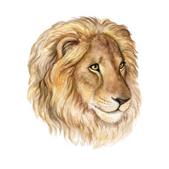 Portrait of a lion isolated on white background. Watercolor. Illustration. Template.
