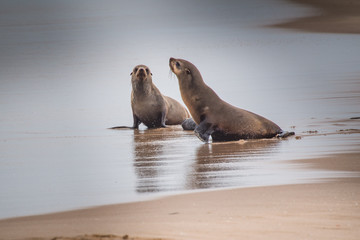sea lion (Eumetopias jubatus) 