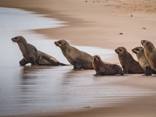 sea lion (Eumetopias jubatus) 