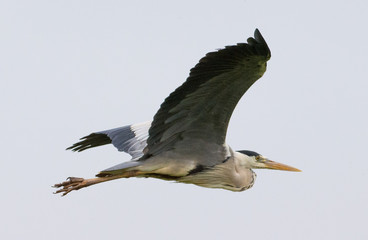Flying heron