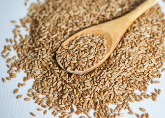 Grain of the wheat on a white background