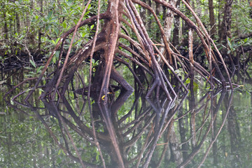 details of mangrove trees reflected in the water of sea