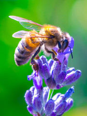 Bee on lavender