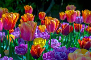 Fototapeta na wymiar Tulips in the sun