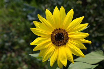 Girasole del Canada