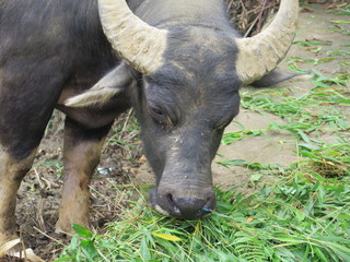 closeup of a head of a buffalo in Vietnam