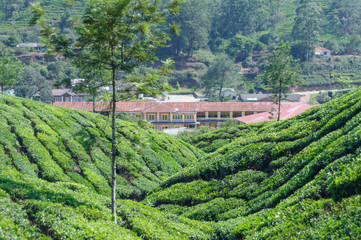 Beautiful scenic view of house in tea field in mountain near Munnar, Kerala, India, Asia