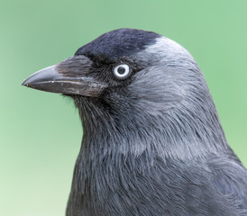 Jackdaw portrait