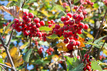 Autumnal colors of red, orange leaves and rowan