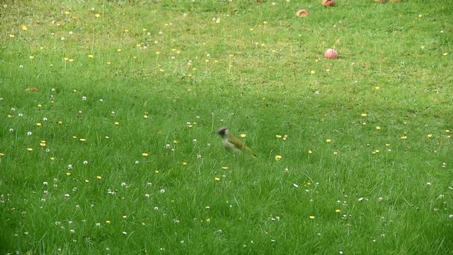 Gr&uuml;nspecht im Garten
