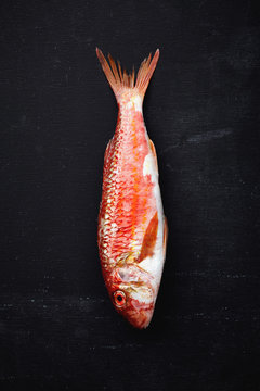 Red Mullet / Goatfish