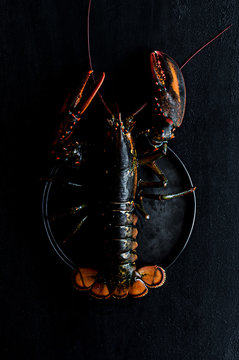 Lobster