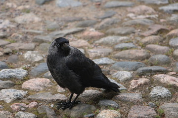 jackdaw on a cobblestone pavement