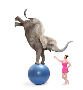 Circus clown girl and elephant balancing on a blue ball. 