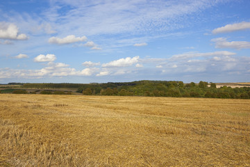 woodland and harvested wheat