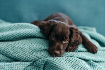 Adorable puppy resting on the sofa at home