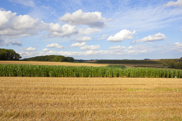 Obraz premium kukurydza i ściernisko pszenicy