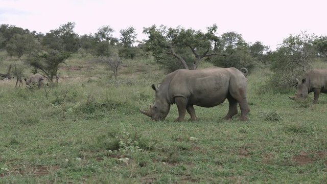 Rhino bull eating and following female marks his territory by urinating.