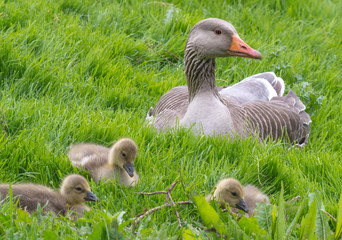 Mother goose with goslings