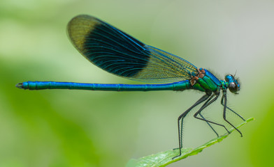 Banded demoiselle - Powered by Adobe