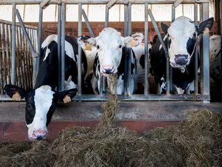 Fotobehang Dairy cows in a farm near Antwerp, Belgium. © Erik_AJV