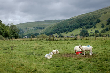 Fototapeta na wymiar Group of sheep in the Yorkshire Dales, near Buckden, England.
