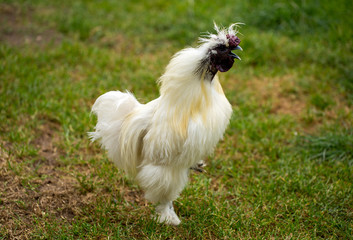 white rooster singing in the yard
