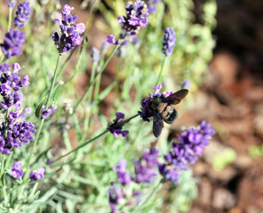 xylocopa