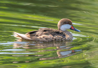 White cheeked pintail