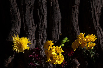 Bright Yellow Flowers on a Dark Bark Natural Texture Background
