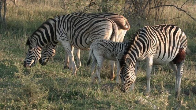 A Female zebra, with a foal, has a bad injury on her back leg, probably caused by a lion or other predator.   