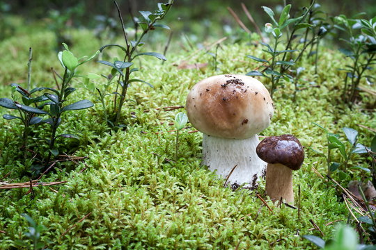 Autumn harvest of mushrooms, season and background