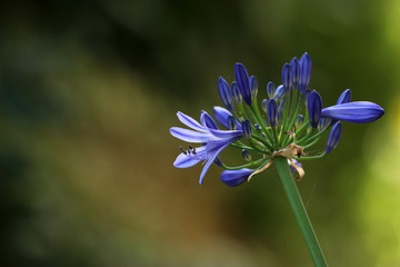 Schmucklilie © Eileen Kumpf