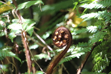 Neuseeland Farn