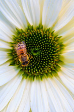 Echinacea And Bee