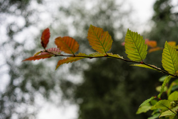 green red leaf side view close up in garden background and dark sky